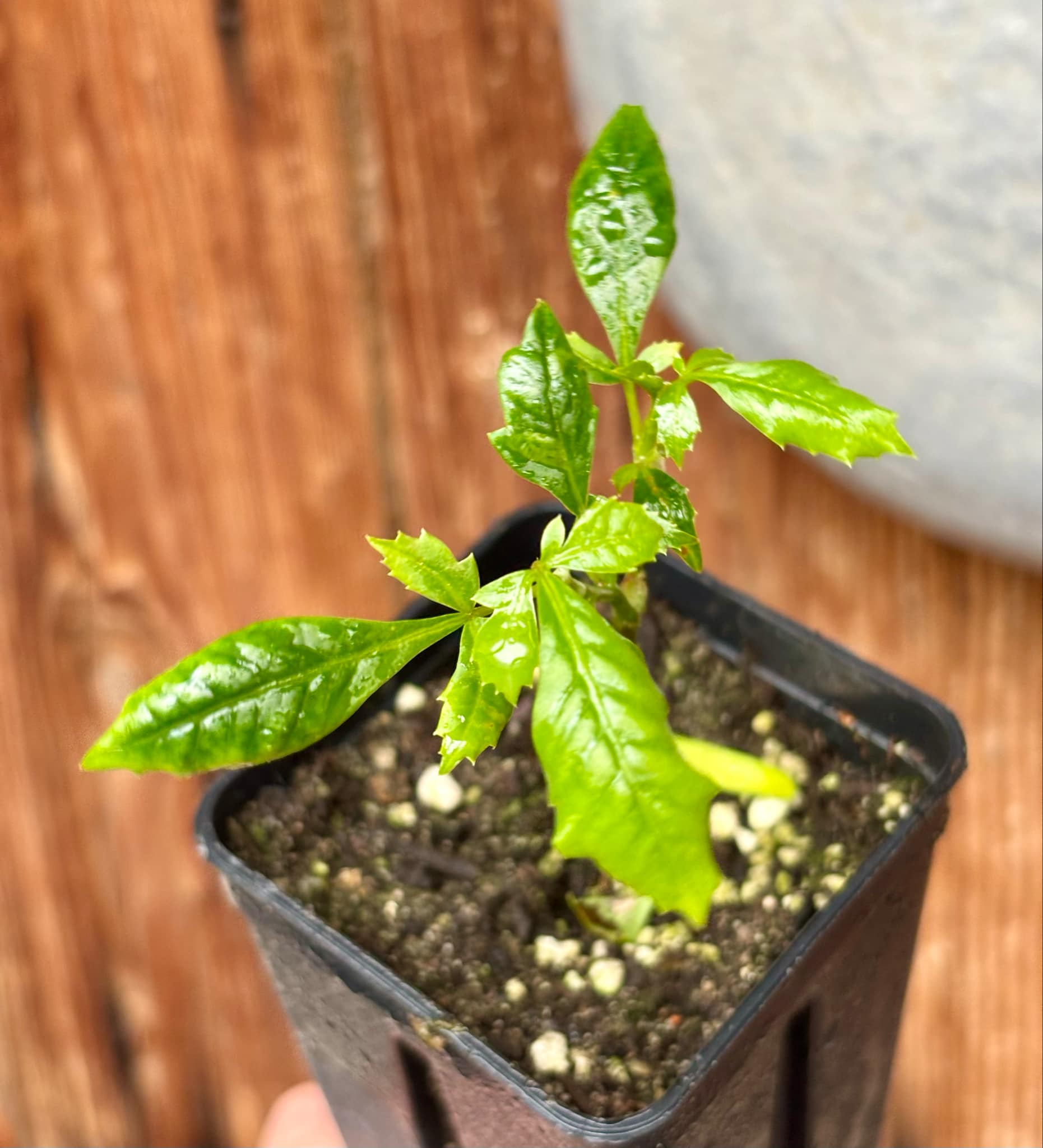 Marula (Sclerocarya birrea) -  1 small potted seedling / 1 kleiner, getopfter Sämling