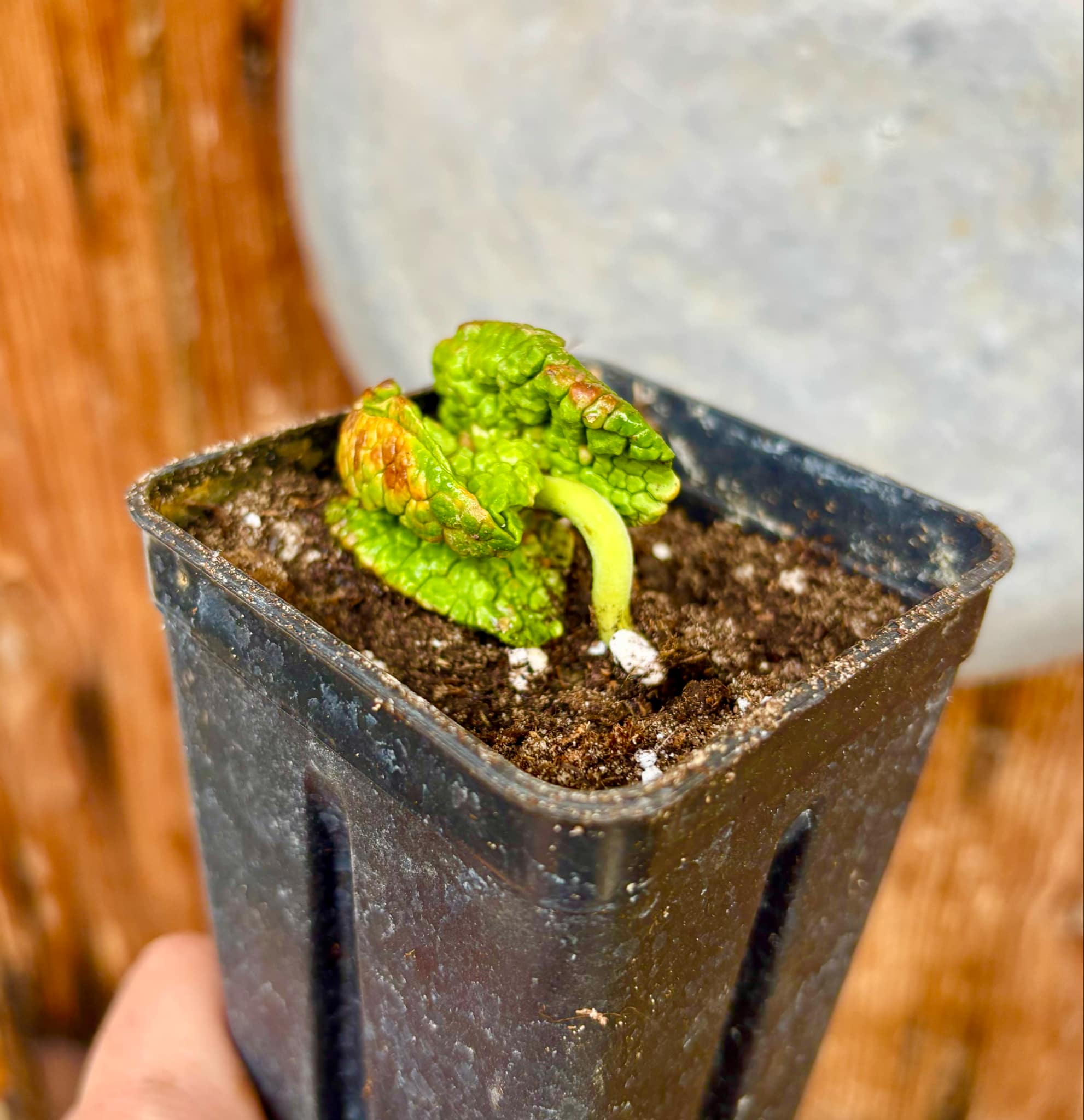 Chupa-Chupa (Matisia cordata)  -  1 fresh potted seedling / 1 frisch getopfter Sämling