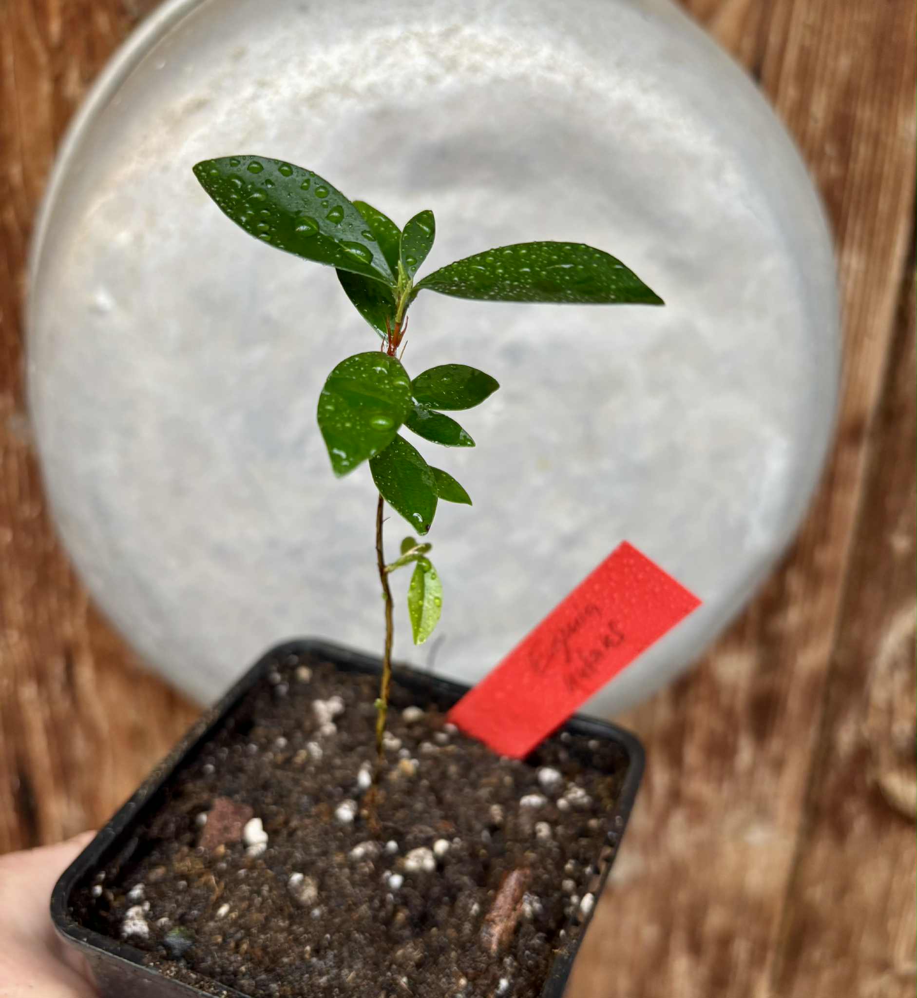 Eugenia nutans - 1 small potted seedling / 1 kleiner, getopfter Sämling