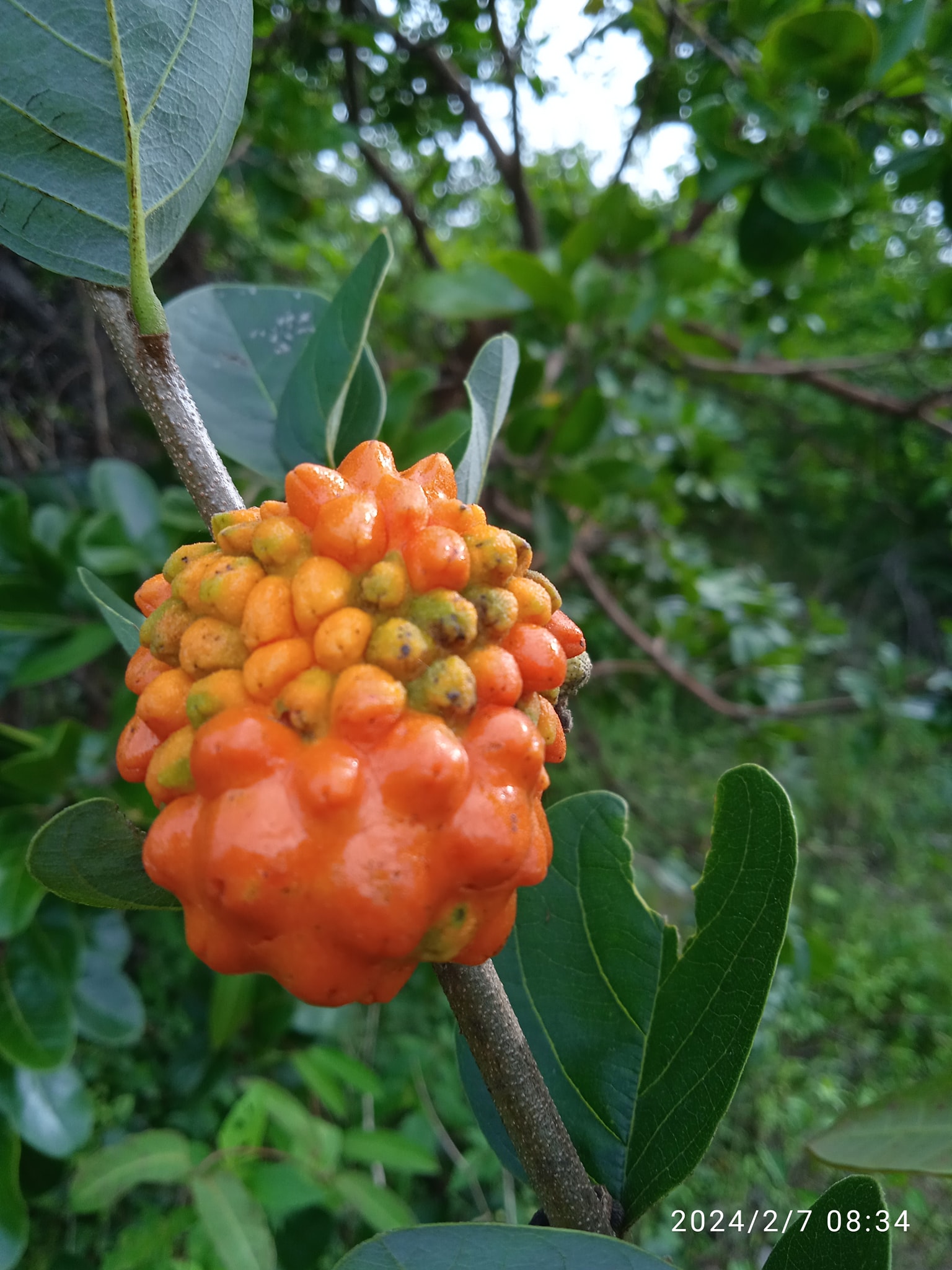 Annona cornifolia - Araticum de Raposa  - 3 fresh seeds / 3 frische Samen