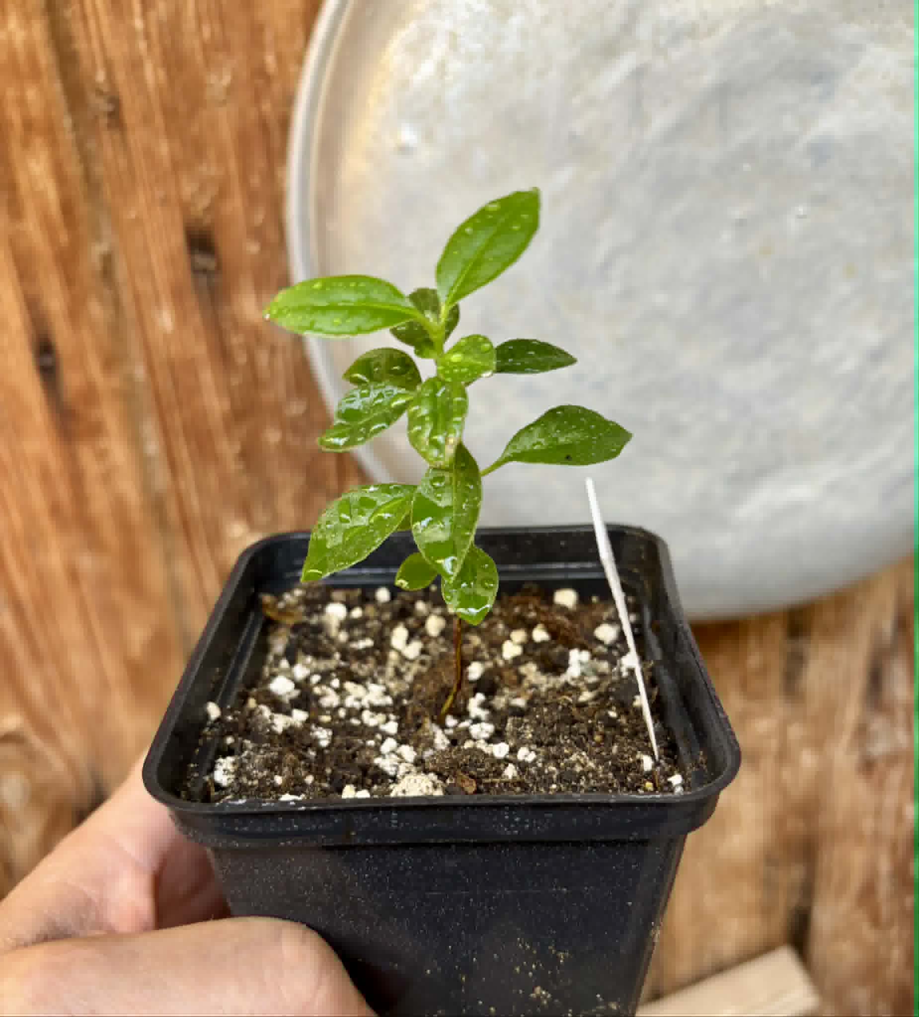 Psidium sp Cassio - 1 potted seedling / 1 getopfter Sämling