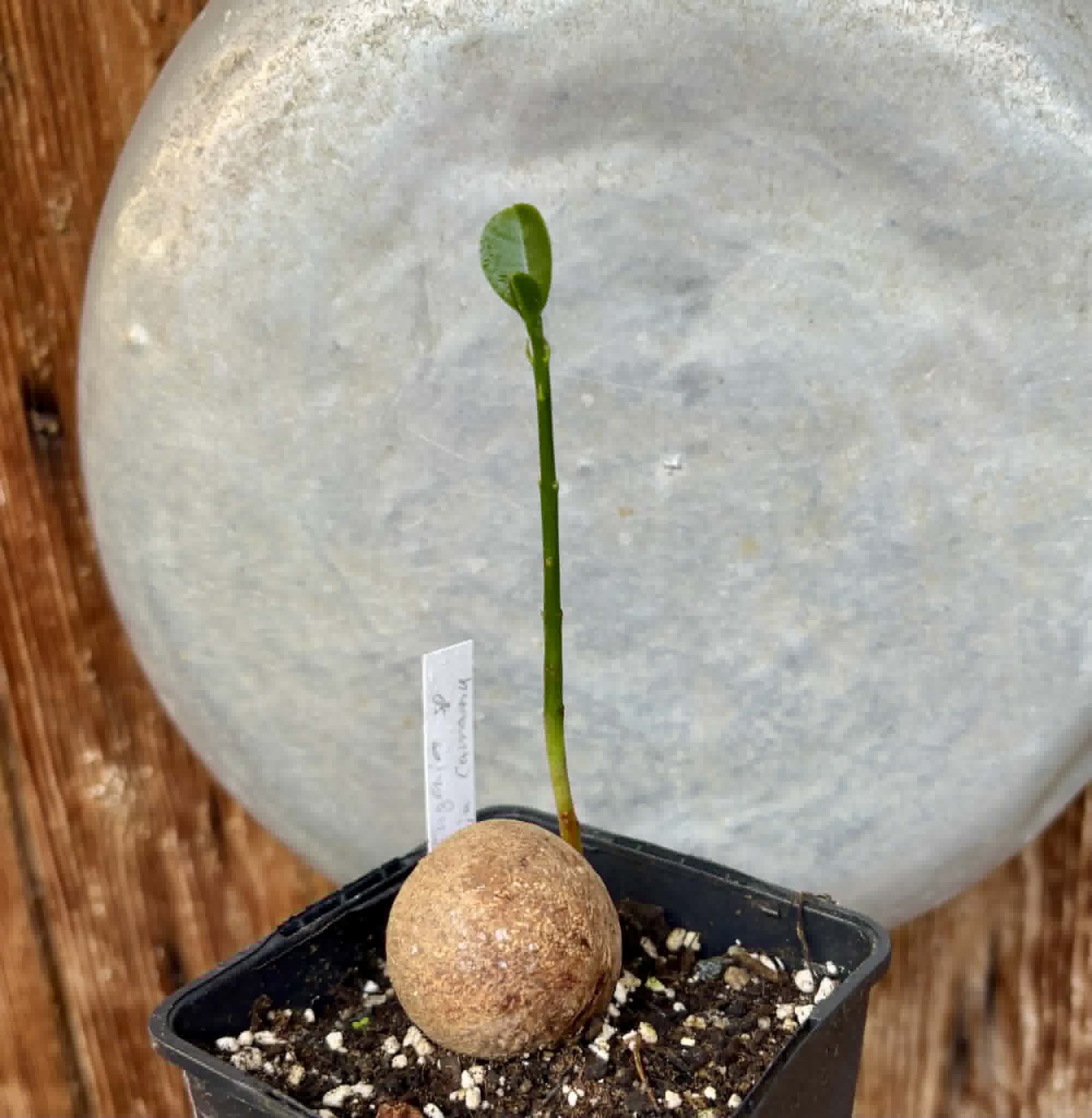 Eugenia sp Laranja Camamu - 1 potted seedling / 1 getopfter Sämling