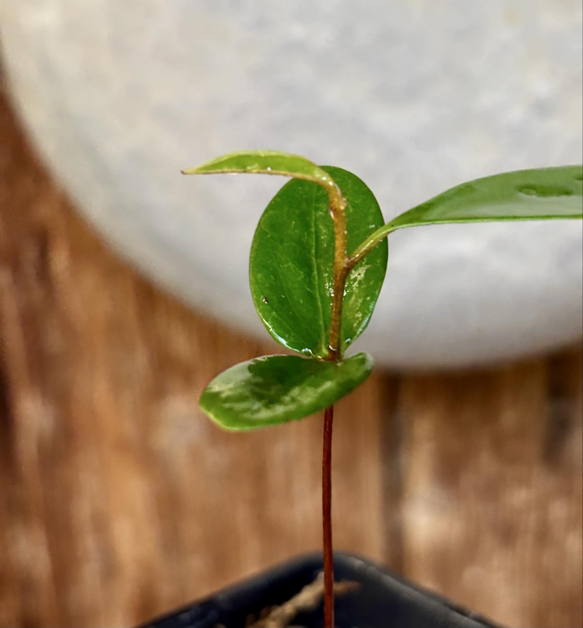 only one plant - Micropholis sp Negro de Cabo  -  1 potted seedling / 1 getopfter Sämling only one plant - Micropholis sp Negro de Cabo  -  1 potted seedling / 1 getopfter Sämling