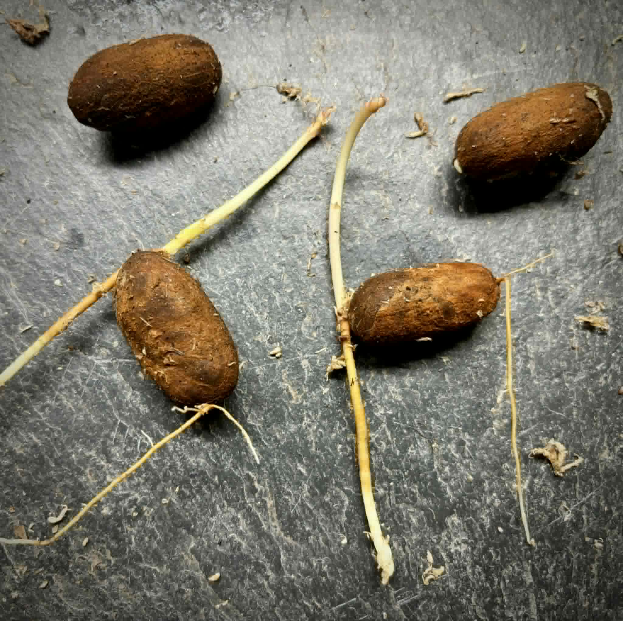 Achachairu (Garcinia humilis) - 1 germinated seed / 1 gekeimter Samen