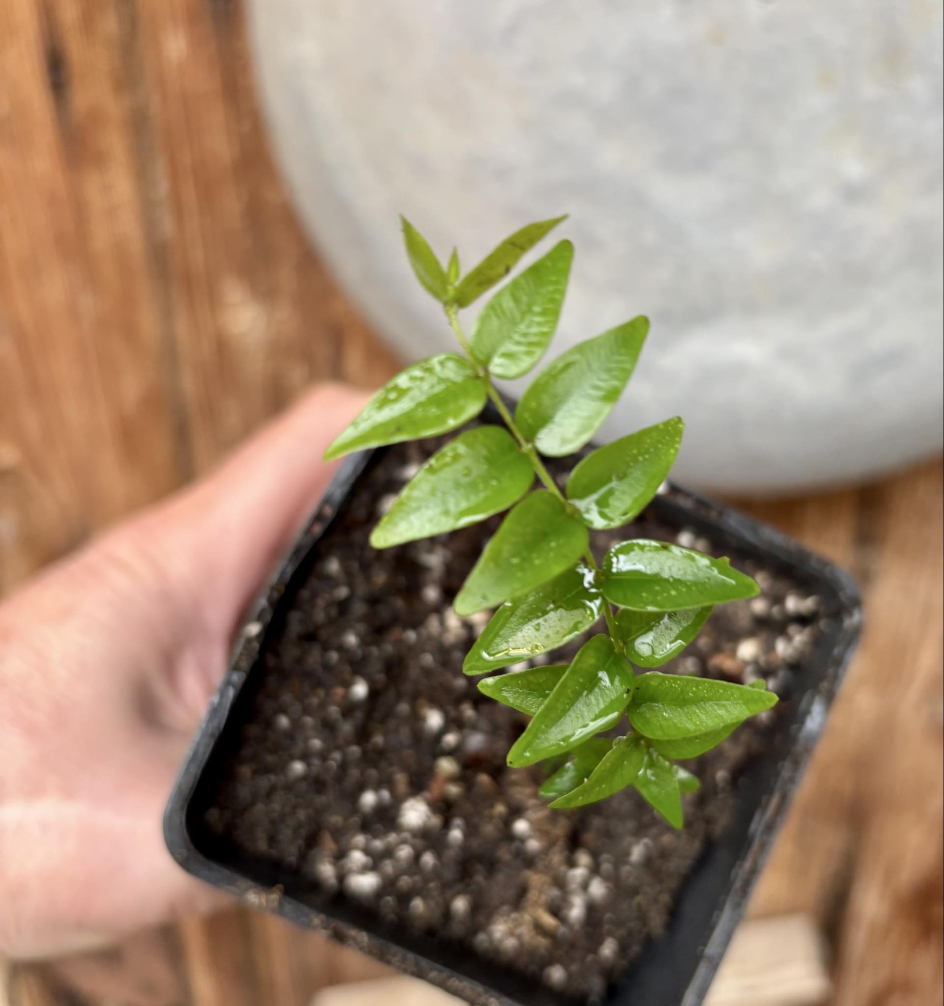 Myrciaria sp Joinville - 1 potted plant / 1 getopfte Pflanze