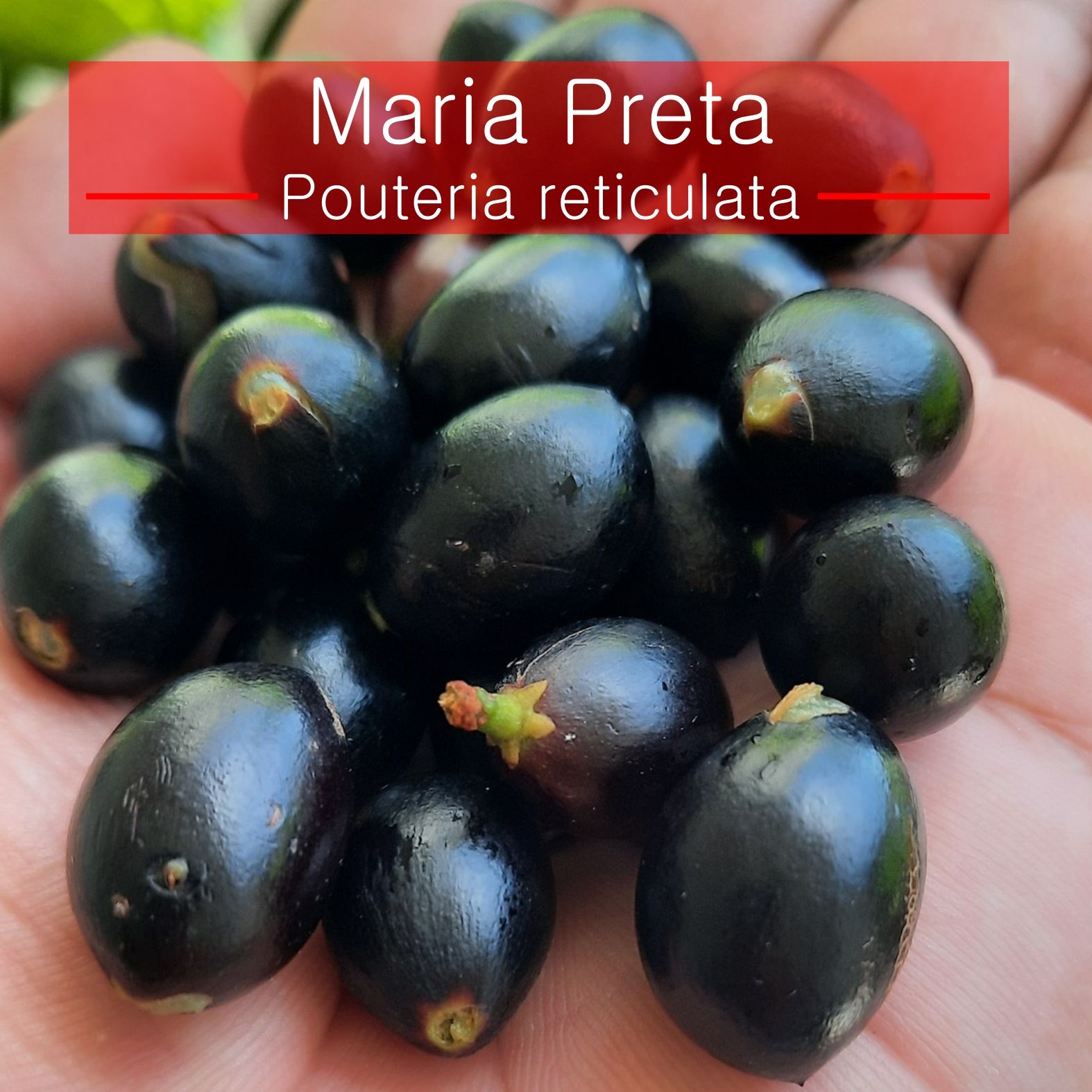 Pouteria reticulata, Maria Preta