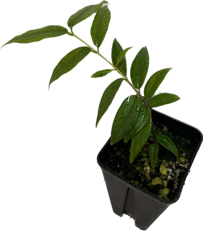 Eugenia