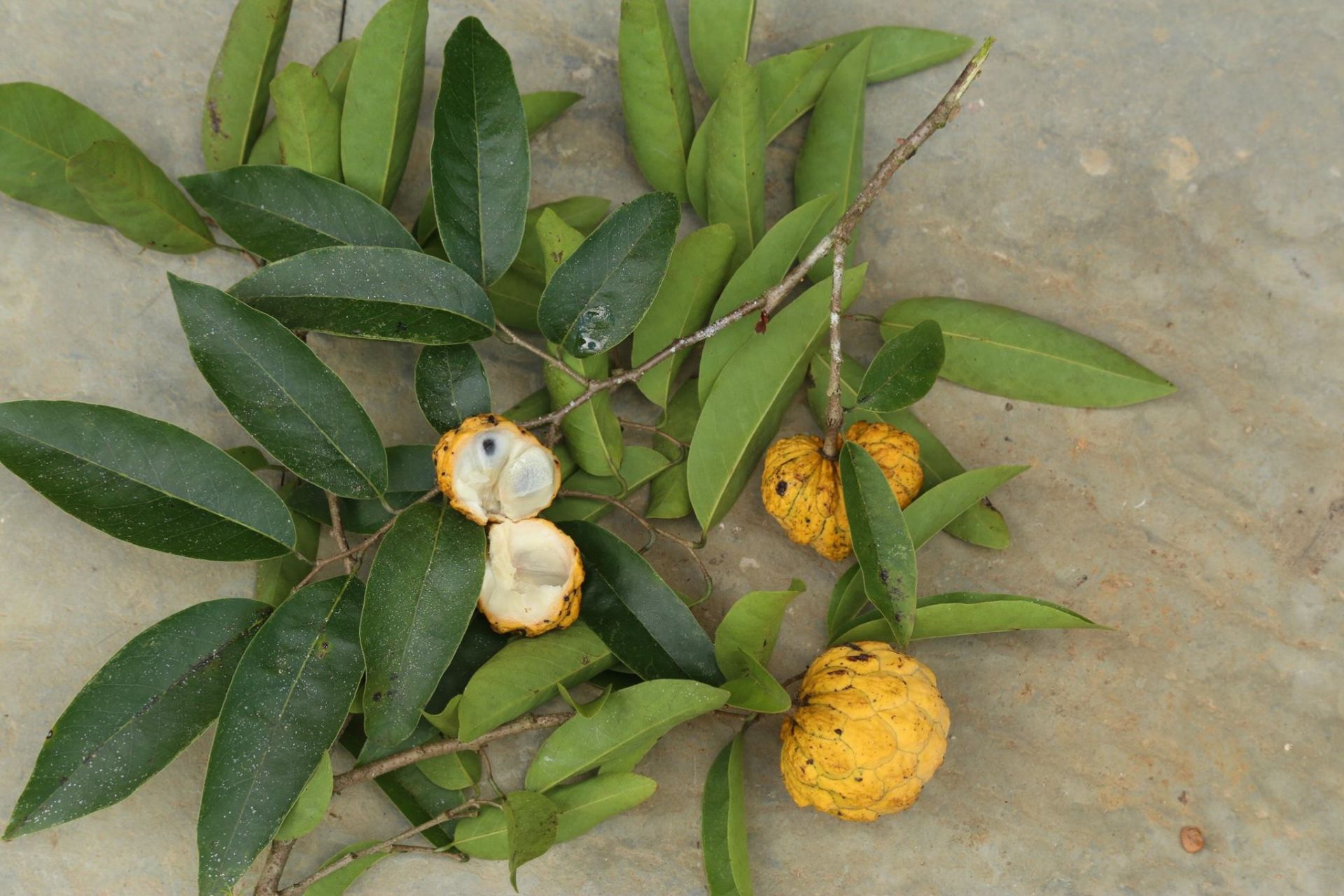 Annona neosalicifolia