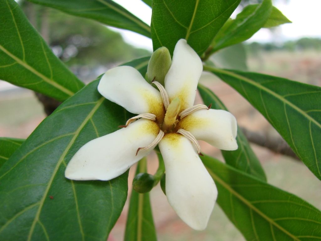 Genipa americana, Jenipapo / Genipapo